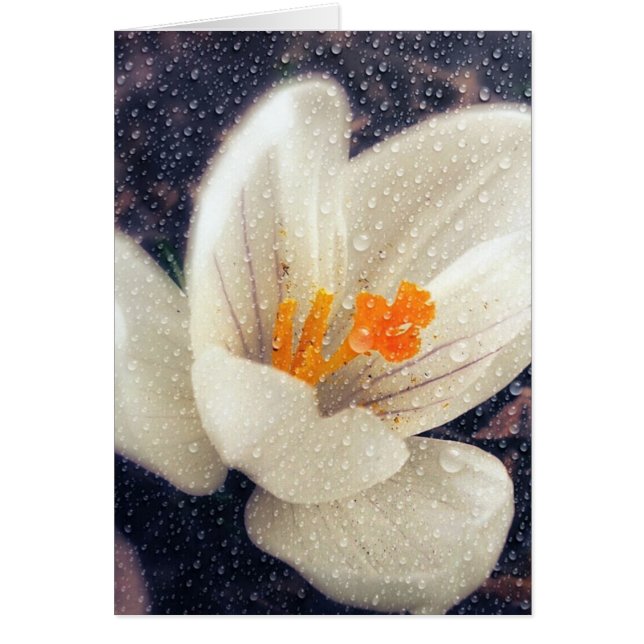 Rainy Day Crocus Flower Cards (Front)