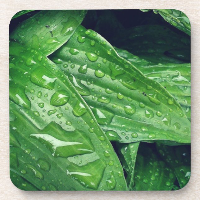 Rainy Day Hosta Leaves Beverage Coaster (Front)