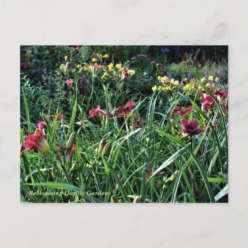 Rainy Day Reblooming Daylily Gardens Postcard