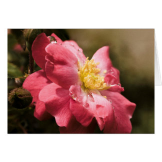 Rainy Day Rose Cards