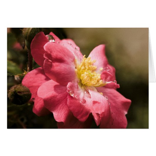 Rainy Day Rose Cards (Front Horizontal)