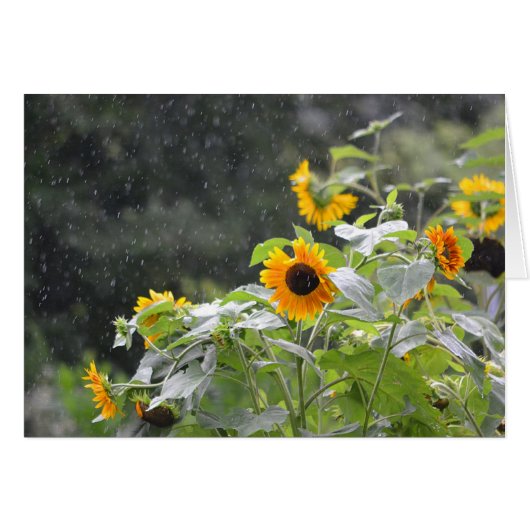 Rainy Day Sunflowers Cards (Front Horizontal)