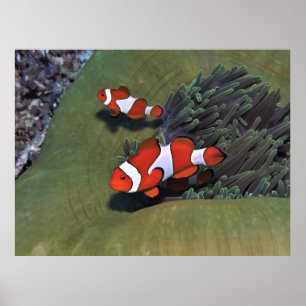 Raja Ampat Clownfish Poster