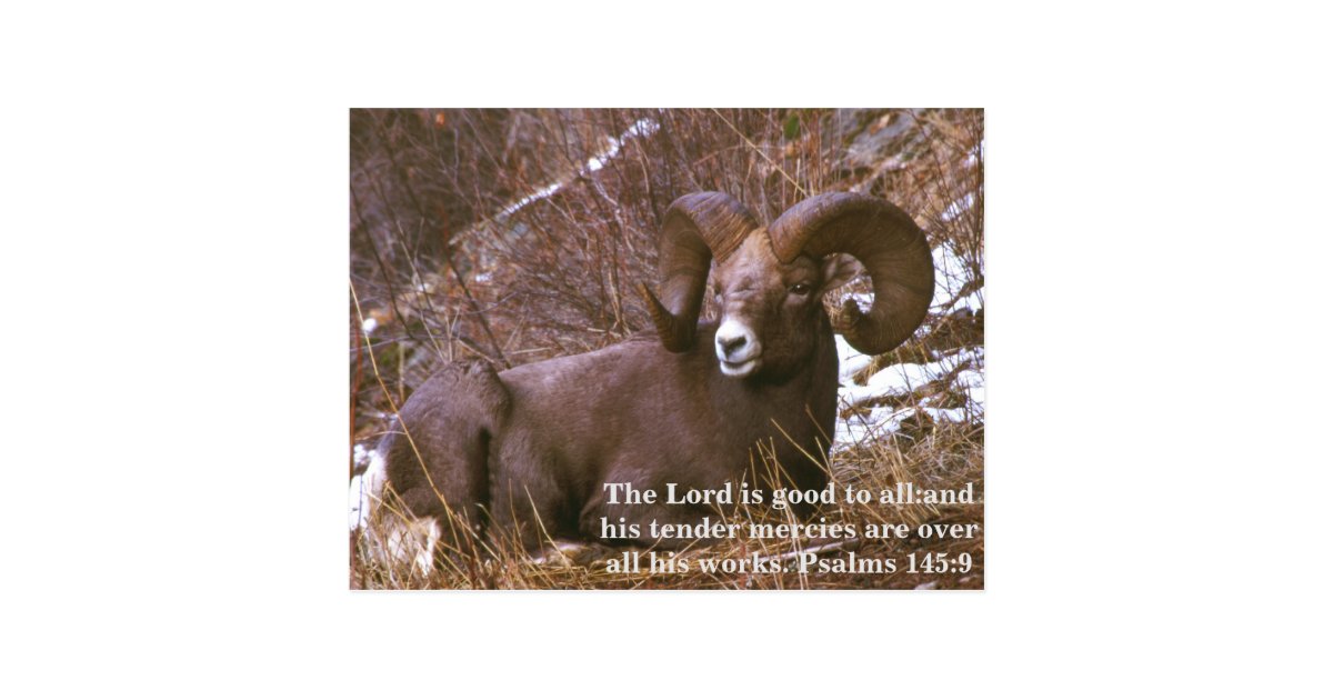 ram-bible-verse-postcard-zazzle