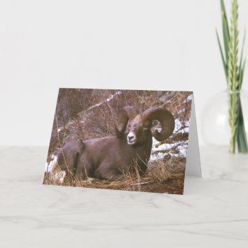 Ram Merry Christmas Card by Artnmore at Zazzle