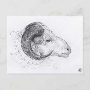 Ram Original Drawing Postcard