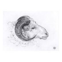 Ram - Original Drawing - Poster