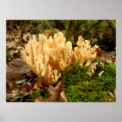 Ramaria stricta Fungi Poster