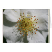 RAMBLING RECTOR OLD ROSE (Front Horizontal)