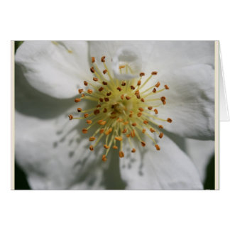 RAMBLING RECTOR OLD ROSE CARDS