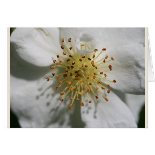 RAMBLING RECTOR OLD ROSE CARDS (Front Horizontal)