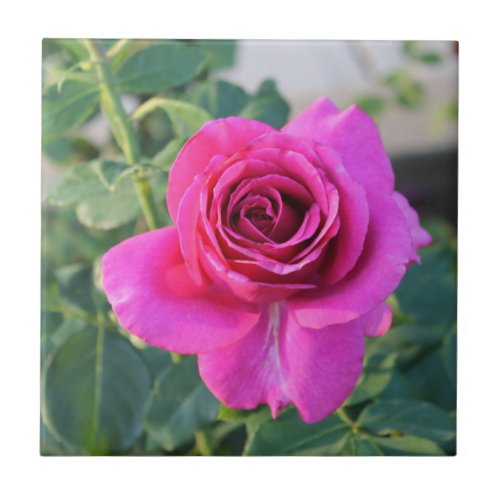 Rambling Rose Ceramic Tile