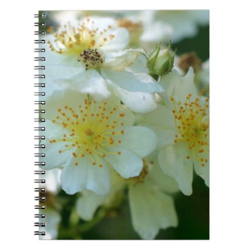 Rambling Roses Flower Nature Notebook