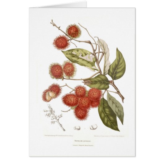 Rambutan Cards (Front)