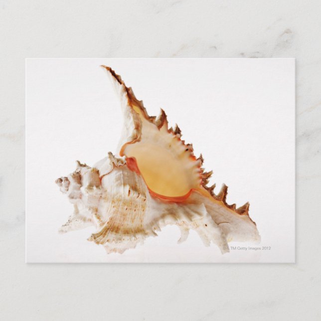Ramose Murex (Chicoreus ramosus) shell against Postcard (Front)