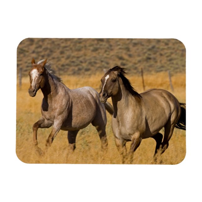 Ranch Living at The Ponderosa Ranch Magnet (Horizontal)