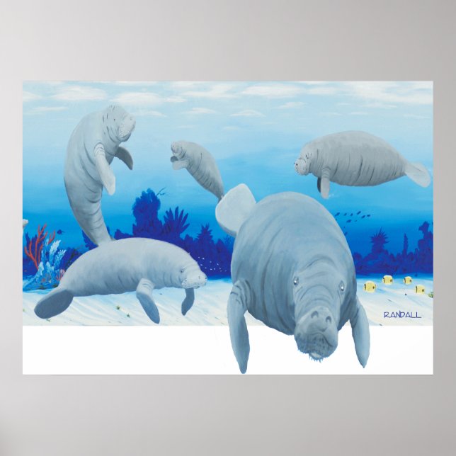 Randalls manatees poster (Front)