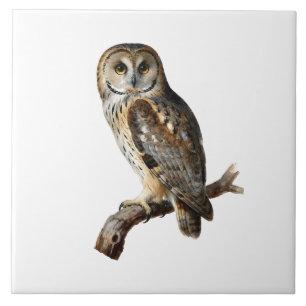 “Randolph” - A Watchful Silence, An Owl’s Portrait Ceramic Tile