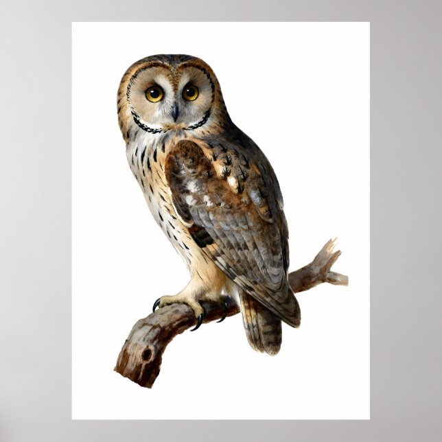 “Randolph” - A Watchful Silence, An Owl’s Portrait Poster (Front)