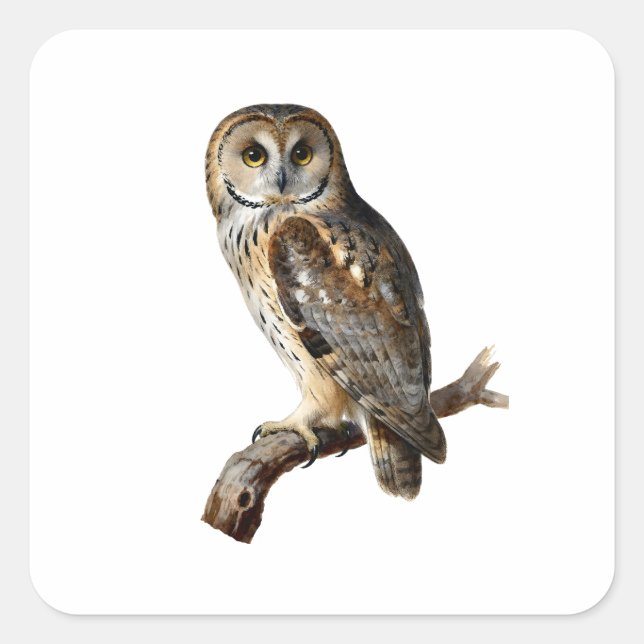 “Randolph” - A Watchful Silence, An Owl’s Portrait Square Sticker (Front)