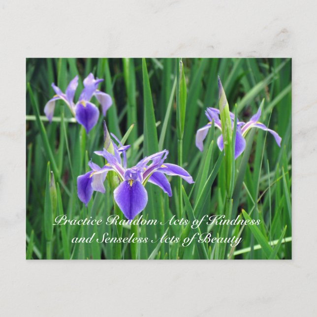 Random Act of Kindess Postcard - Purple Iris (Front)