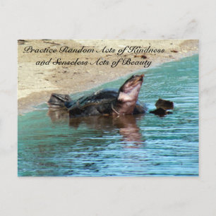 Random Act of Kindess Postcard - Soft Shell Turtle