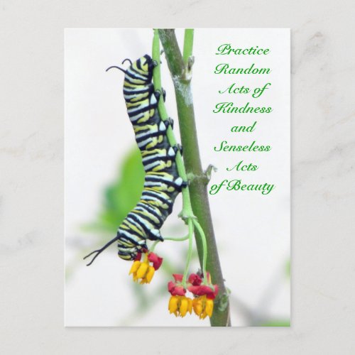 Random Acts of Kindness _ Monarch Caterpillar  Postcard