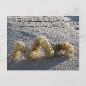 Random Acts Of Kindness Postcard - Conch / Beach by CatsEyeViewGifts at Zazzle