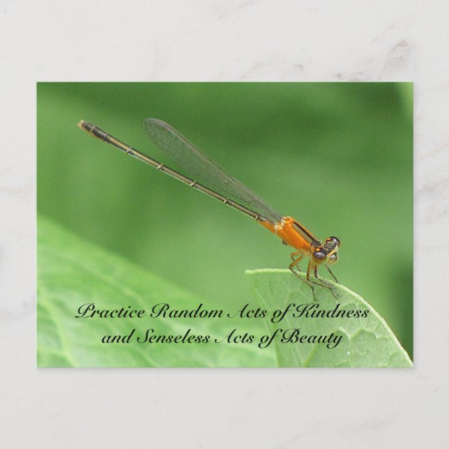 Random Acts of Kindness Postcard - Damselfly (Front)