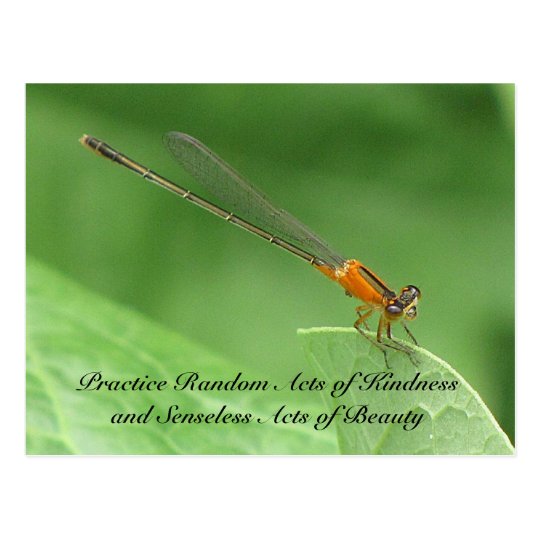 Random Acts of Kindness Postcard - Damselfly