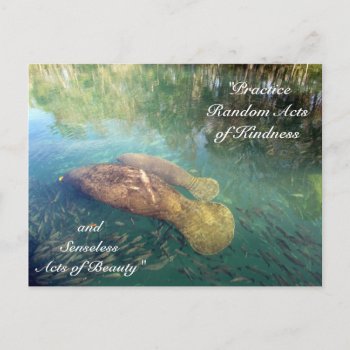 Random Acts Of Kindness Postcard- Manatee Postcard by CatsEyeViewGifts at Zazzle