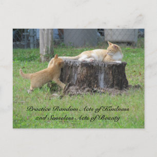 Random Acts of Kindness Postcard - Momma Kitty
