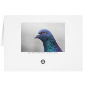 Random Pigeon (Back Horizontal)
