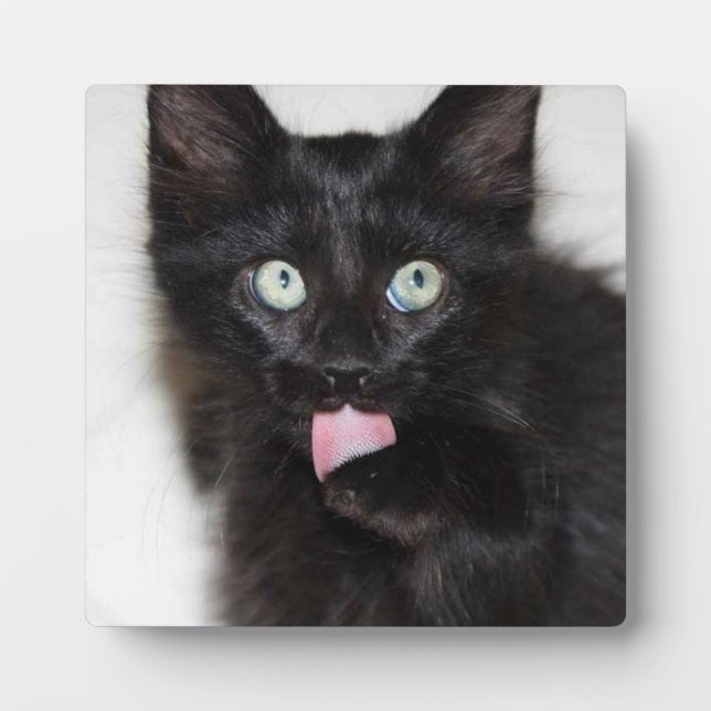Ranger Kitten Photo Plaque (Front)