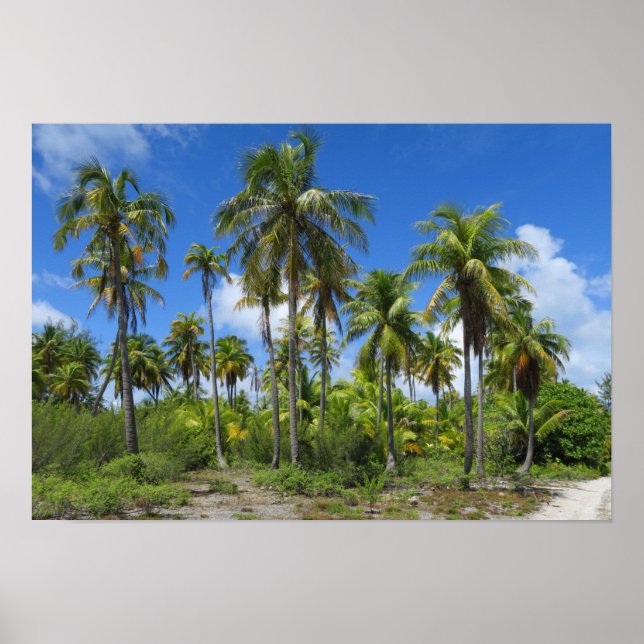 Rangiroa Palm Trees Poster (Front)