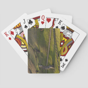 Rano Raraku, Rapa Nui, Easter Island, Chile Poker Cards