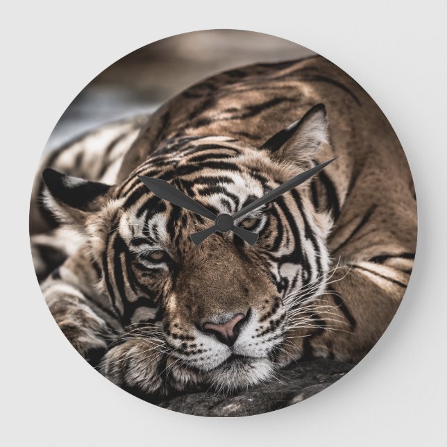 Ranthambore tiger: close-up fine art. large clock (Front)
