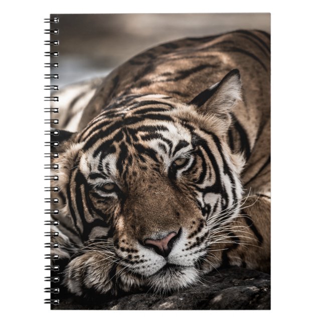 Ranthambore tiger: close-up fine art. notebook (Front)