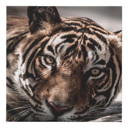 ranthambore wild male tiger Fine art image portrai Faux Canvas Print