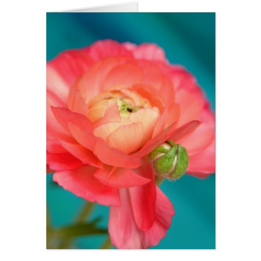 ranunculous with bud (Front)