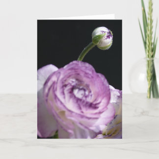 Ranunculus asiaticus White Persian buttercup II Card