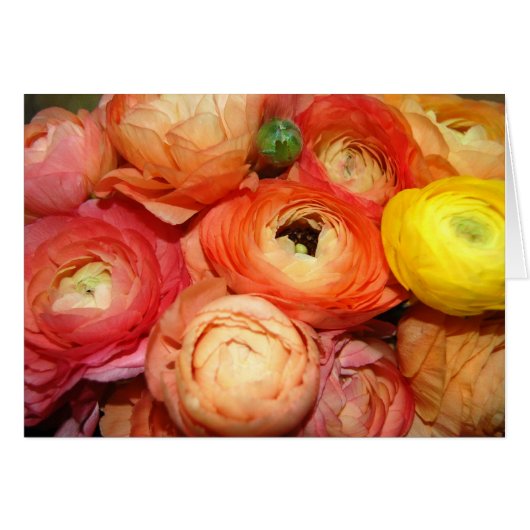 Ranunculus Cards (Front Horizontal)