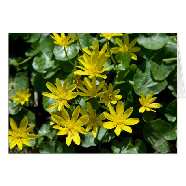 Ranunculus ficaria cards (Front Horizontal)