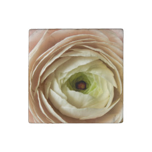 Ranunculus Flower Stone Magnet