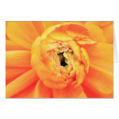 Ranunculus opening.. (Front Horizontal)