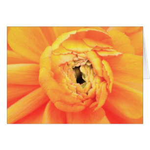 Ranunculus opening.. cards