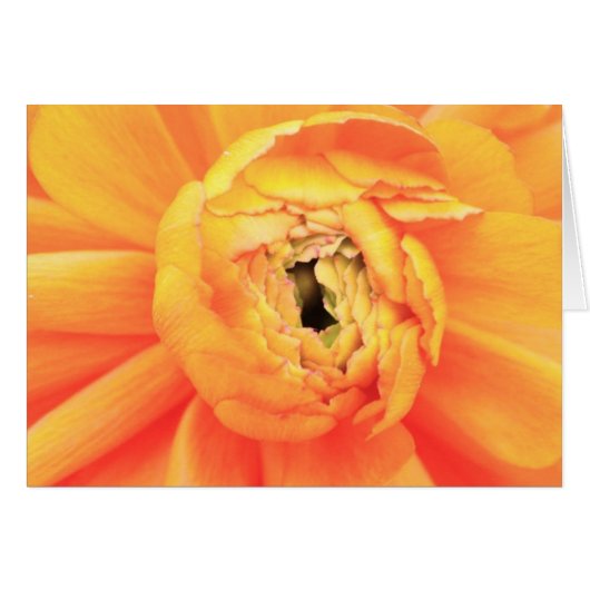 Ranunculus opening.. cards (Front Horizontal)