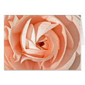 Ranunculus Swirl (Front Horizontal)