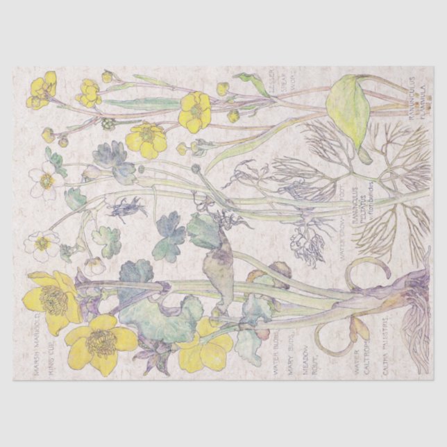 Ranunculus Wildflower Flowers Tissue Paper (Front)