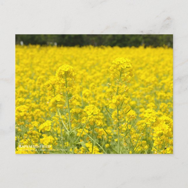 Rapeseed field postcard (Front)